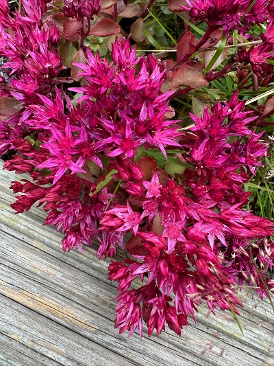 Sedum spurium 'Mahogany Red'